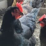 Laying Hens