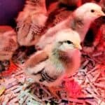 Raising Chickens for Eggs