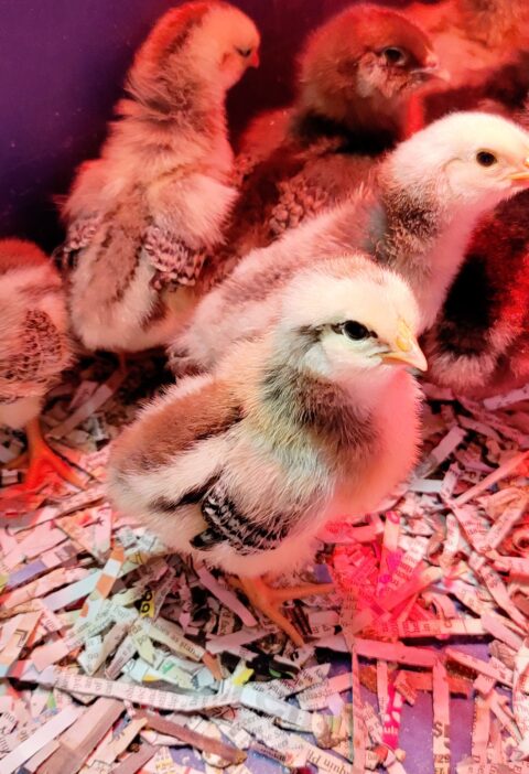 Raising Baby Chicks