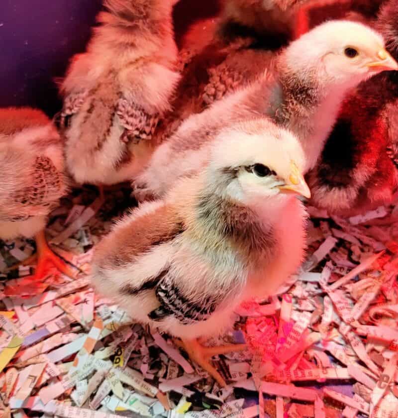 Raising Baby Chicks