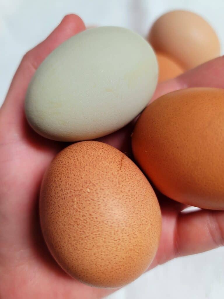 Storing Fresh Chicken Eggs