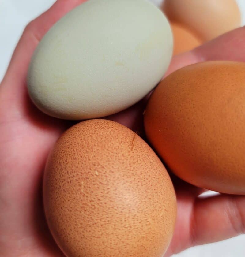 Storing Fresh Chicken Eggs