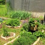 Kitchen Garden