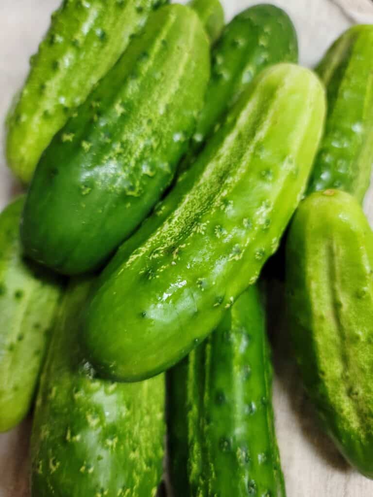 Pickling Cucumbers