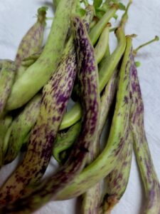 Freezing Green Beans Without Blanching