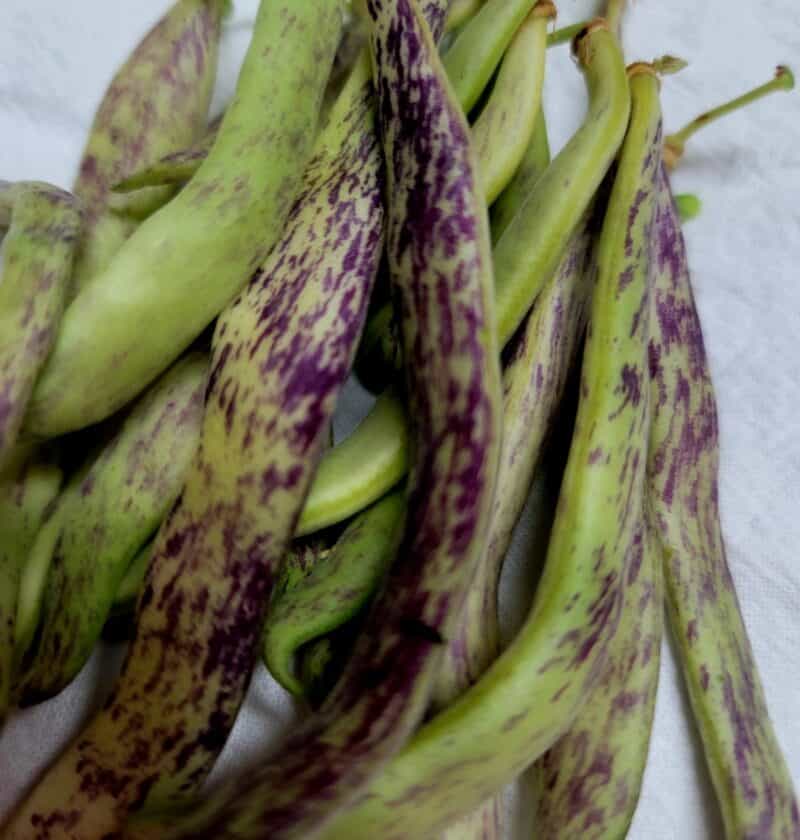 Freezing Green Beans Without Blanching