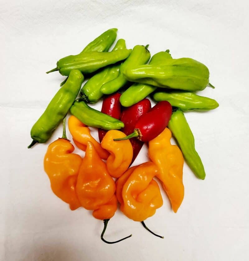 Freezing Peppers