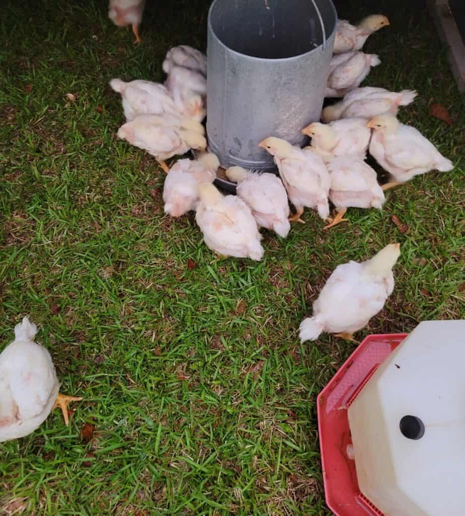 Raising Meat Chickens