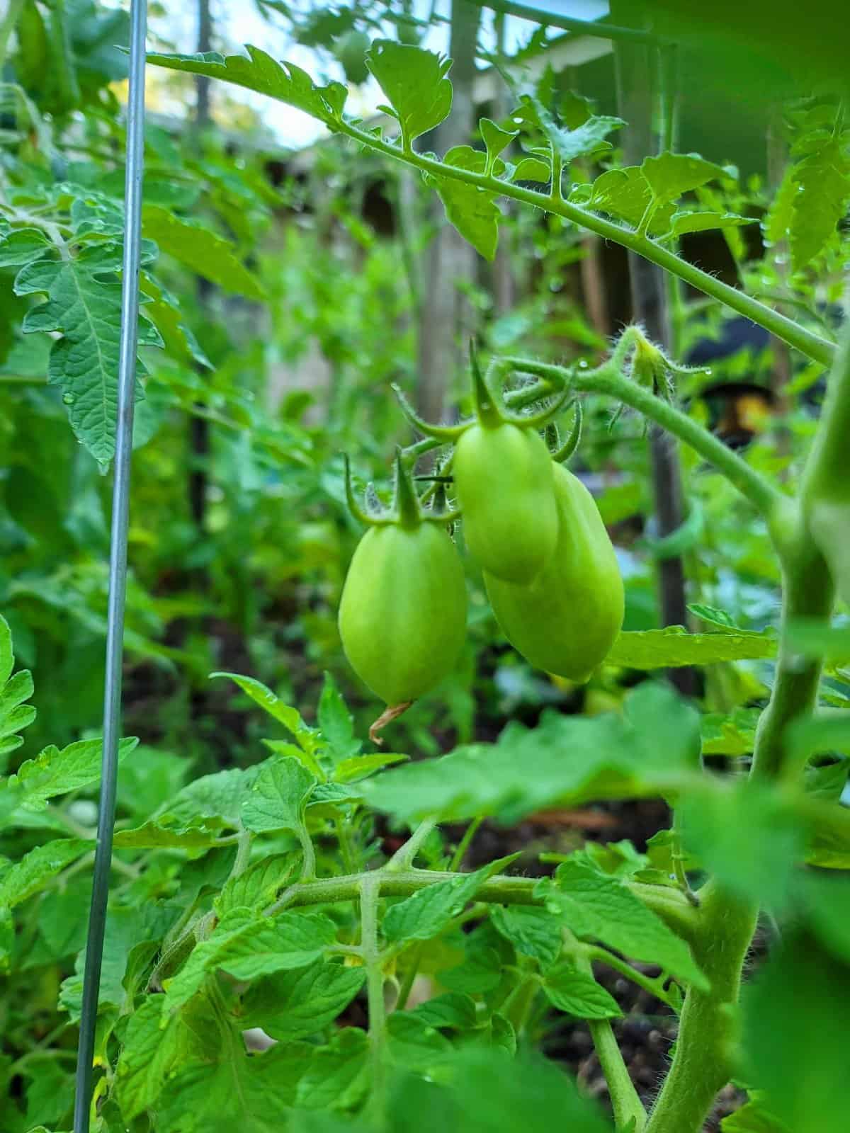 Growing Tomatoes - Simply Scratch Made