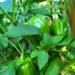 Growing Peppers