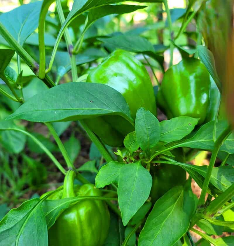 Growing Peppers