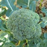 Growing Broccoli