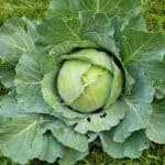 Growing Cabbage