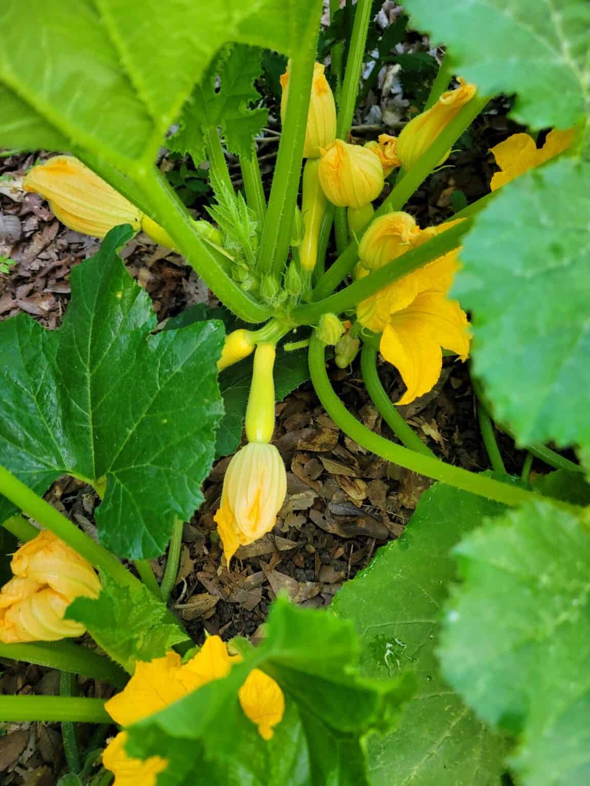 Squashed Spring Growing Summer Squash - Simply Scratch Made