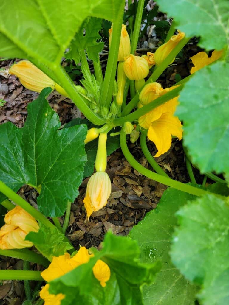 Growing Summer Squash