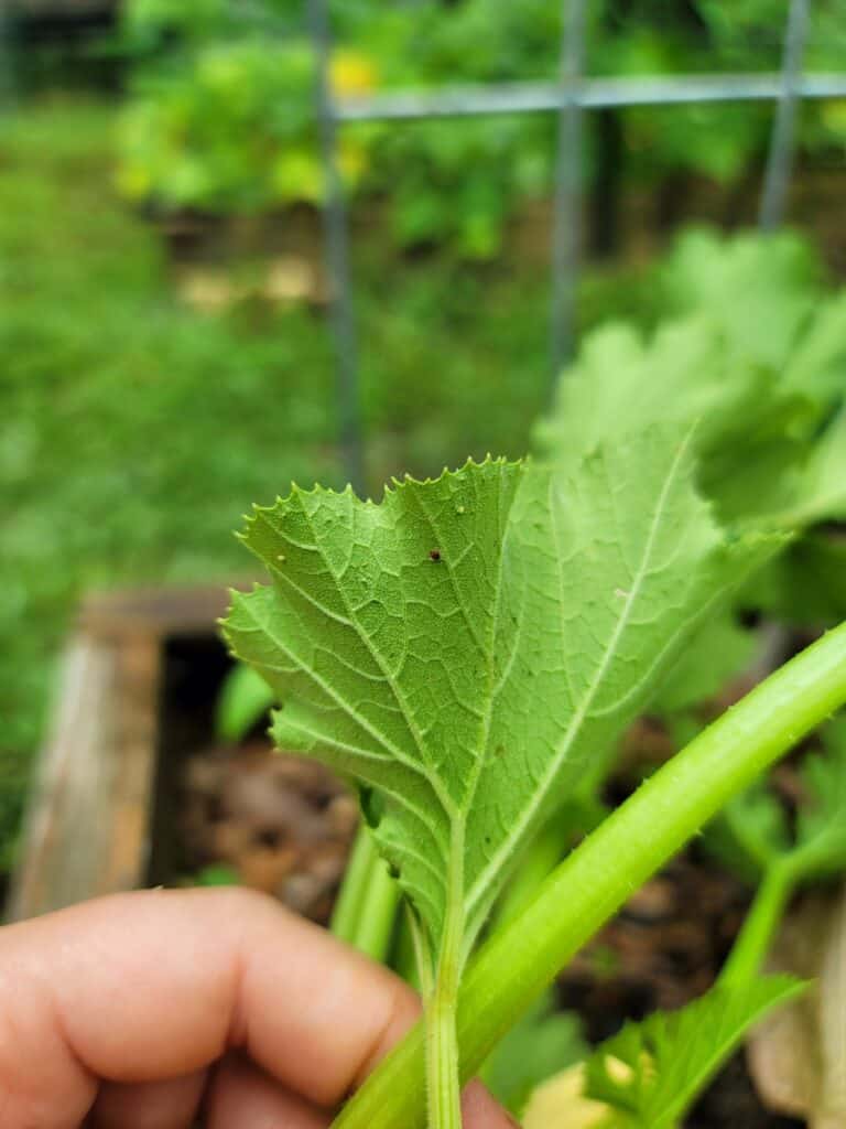 Growing Summer Squash