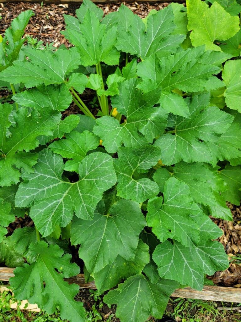 Growing Summer Squash