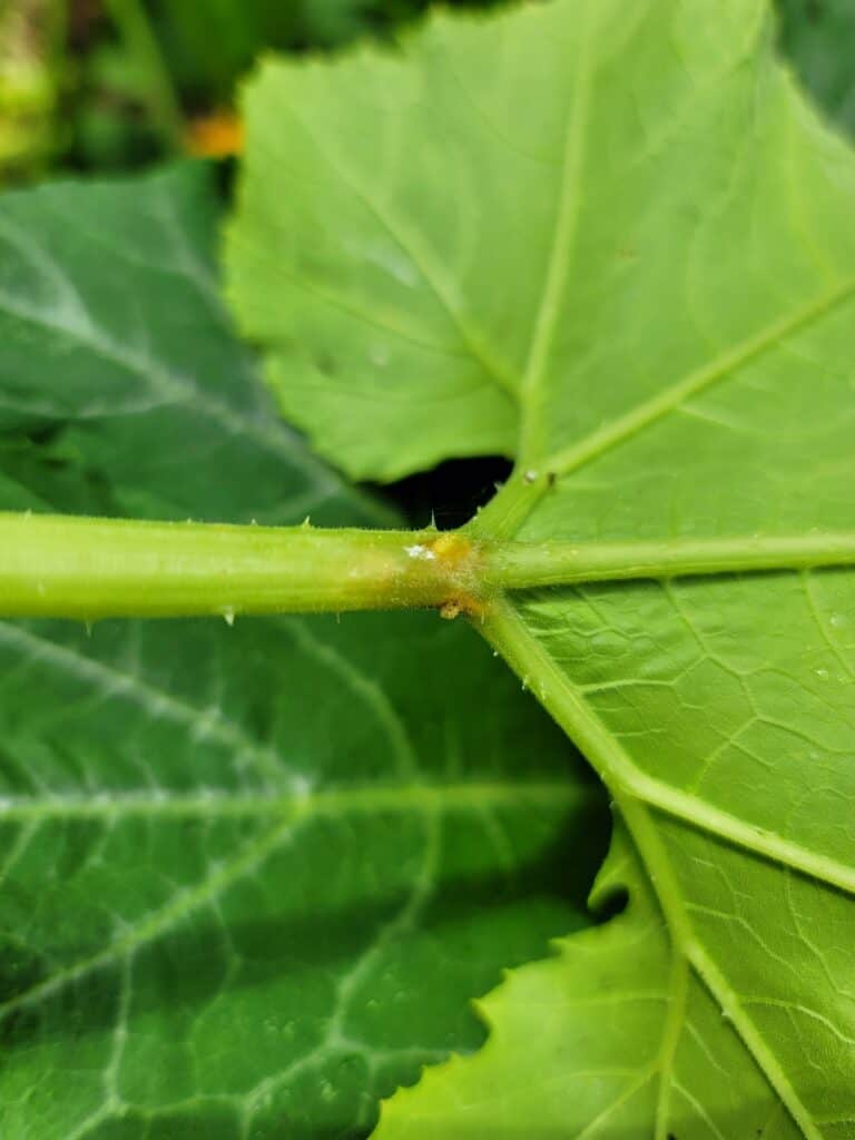 Growing Summer Squash