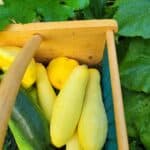 Growing Summer Squash