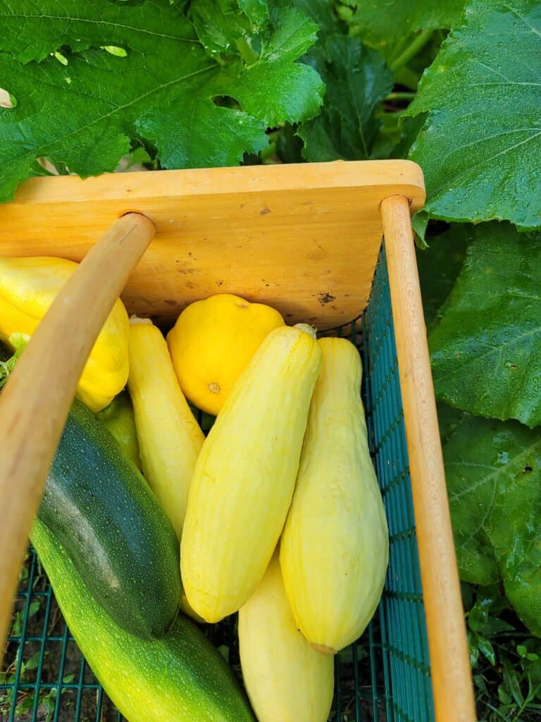 Growing Summer Squash