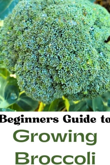 Guide on how to grow Broccoli
