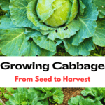 Growing Summer Squash