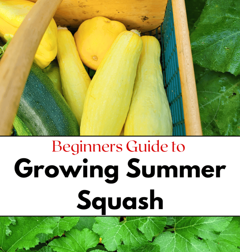 Growing Summer Squash