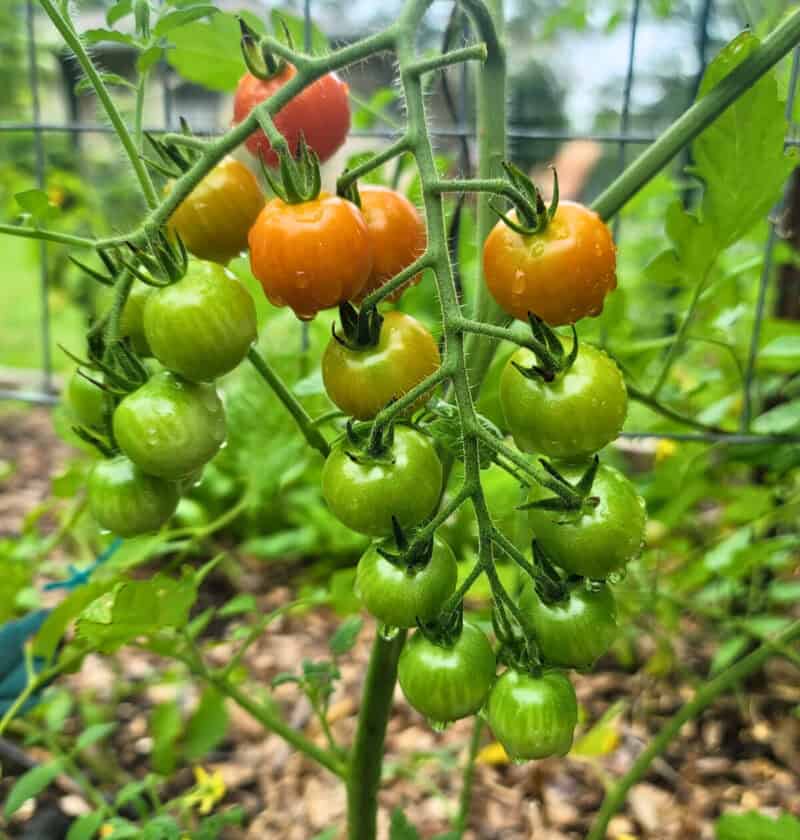 Growing Tomatoes