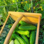 How To Grow Cucumbers