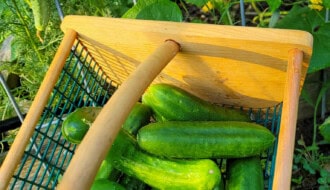 How To Grow Cucumbers