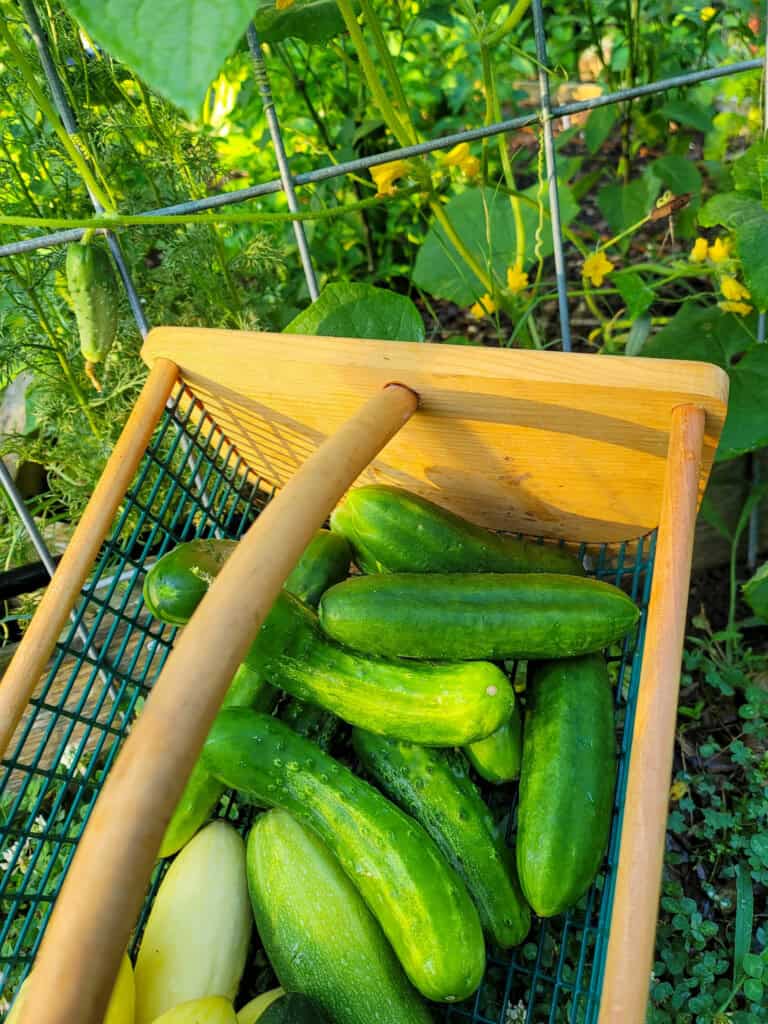 How To Grow Cucumbers