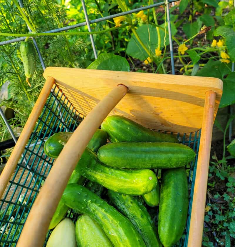 How To Grow Cucumbers